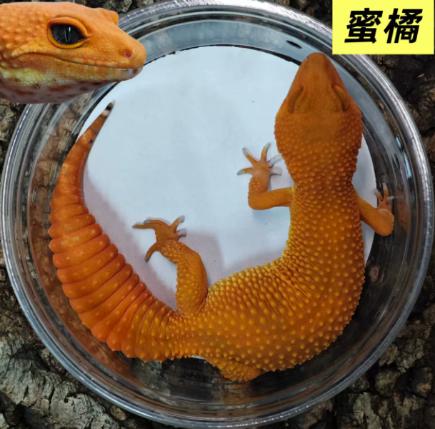 豹纹守宫蜥蜴懒人宠物桌面网红小宠物可爱入门级爬宠活体小火龙