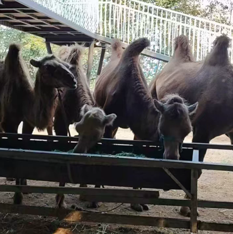 萌宠动物大小骆驼苗马观赏珍禽动物特种养殖动物